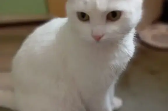 Белая кошка найдена: ул. Бельгина 2
