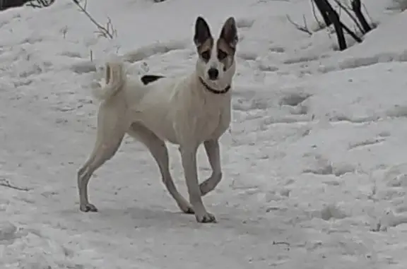 Найдена собака: Учительская ул., Нск