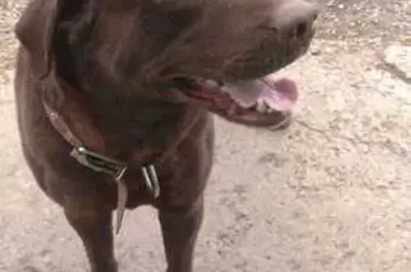 Найдена собака на Торгашинской, 2 с1