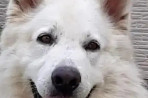 Пропала собака: Мечты, 1Е, Южно-Сахалинск