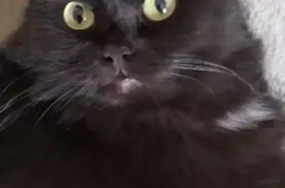 Потерянные животные Красноярск, фото: Пропала кошка: ул. Спартаковцев, 73