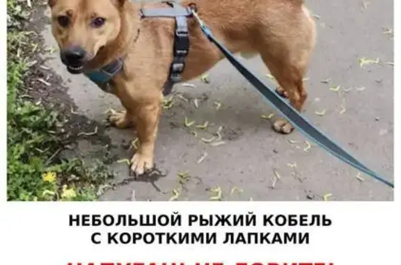 Пропала собака в СЗАО, Москва