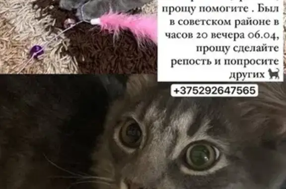 Пропала кошка, Минск, ул. Лукьяновича, 2