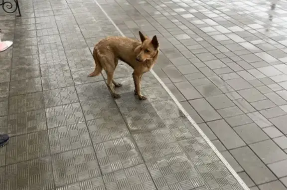 Найдена собака у гостиницы Нива, Оренбург
