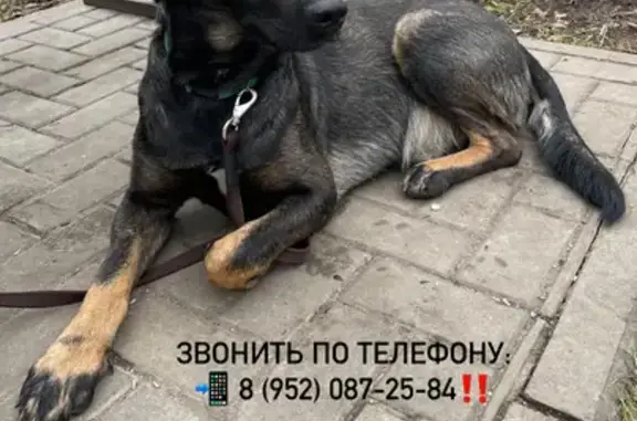 Собака найдена: Калужск. ш., Троицк