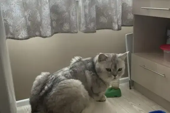 Пропала кошка: пр-т Строителей, Барнаул