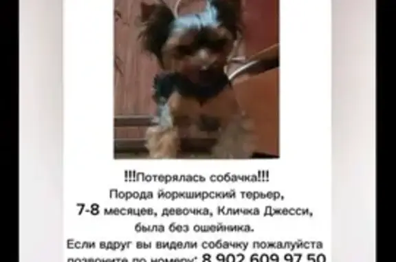 Пропала собака: Вязовая ул. 5, Челябинск