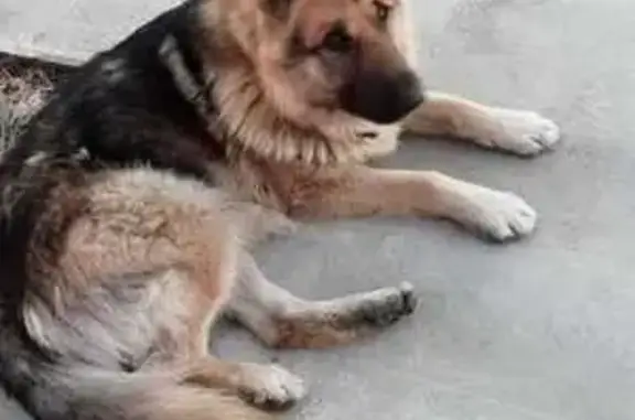 Найдена собака: Трестьяны, 33