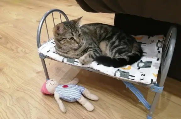 Кошки потеряшки, Некрасовское, фото: Потеряшка кошка: Советская ул., Некрасовское