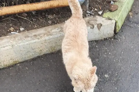 Найден кот: ул. Маяковского, 1