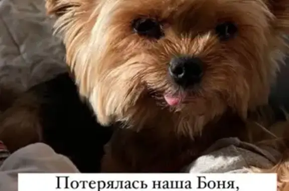 Пропала собака: Чукотская, 36