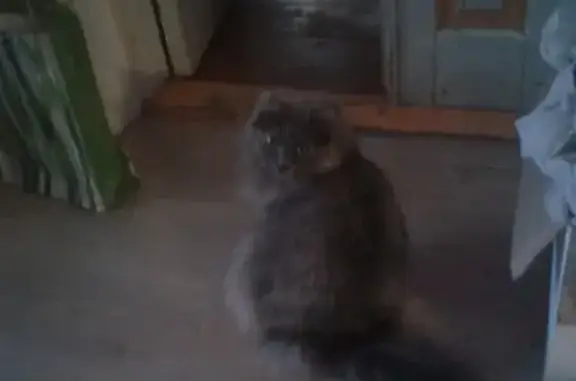 Пропала пушистая кошка, Калининградская, 50