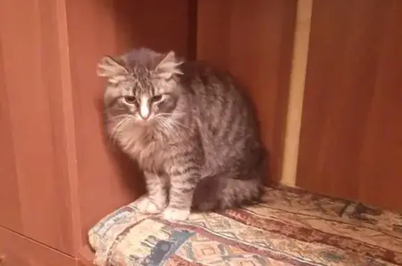 Найден котик: Юбилейная, Луховицы