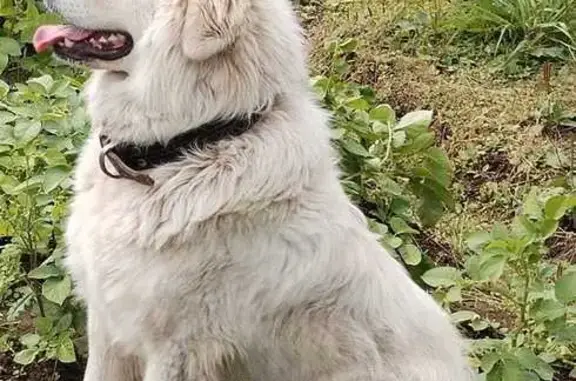 Пропала собака: Камчатская 4А, Магадан