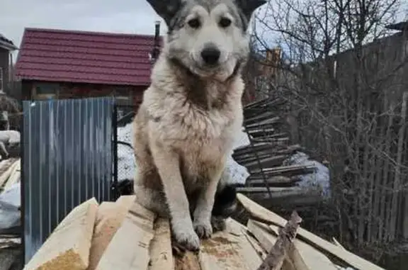 Пропала собака, Напольная ул., 29