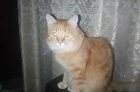 Пропал Рыжий кот: Поликарпова, 8