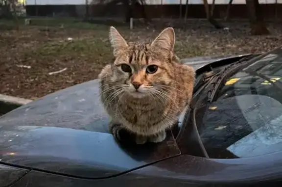 Найдена кошка, Щёлковское ш., 85 к4