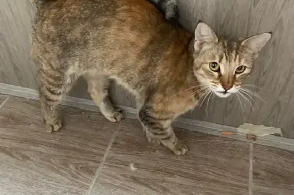 Найдена кошка, Шаврова 17, СПб