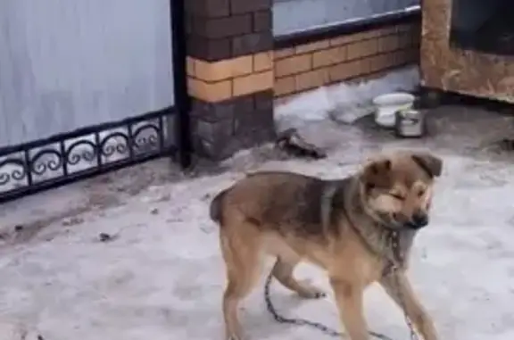 Пропала собака Дик, ул. Мостовая, Курск