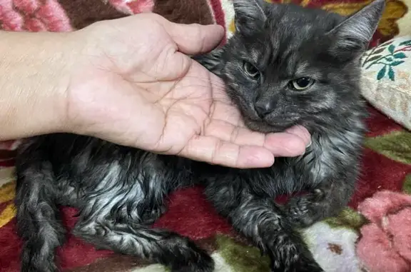 Кошка спасена, ищет дом: Уральская, 15