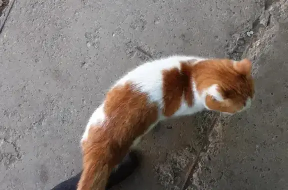 Найдена кошка: ул. Румянцева, 10