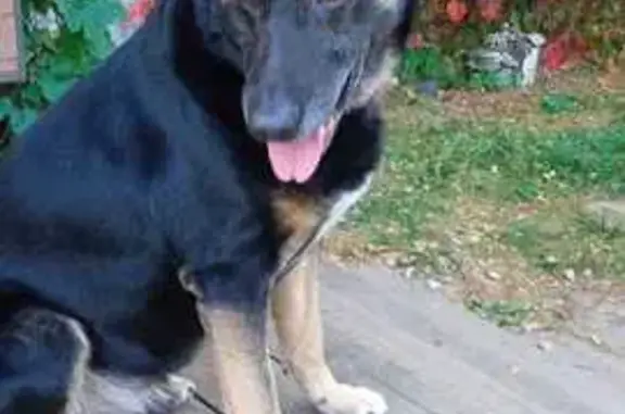 Пропала собака на Садовой, тел. 89269340527
