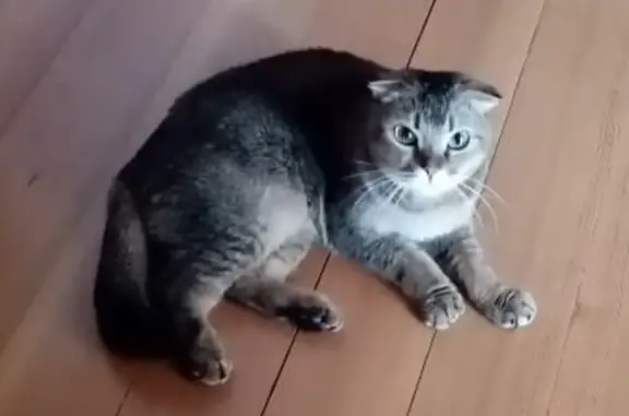 Найдена кошка: ул. Хользунова, Воронеж
