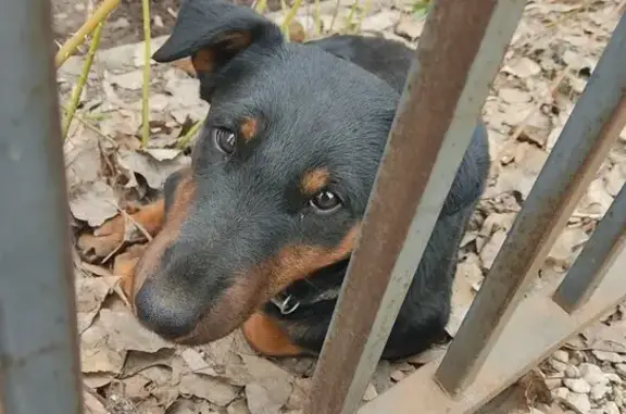 Найдена собака в Балаково, ошейник