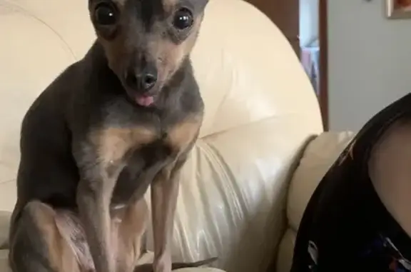 Собаки потеряшки, Нововолково, фото: Потеряшка собака 