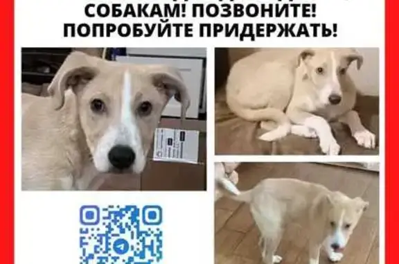 Пропала собака, Вешняковская, Мск