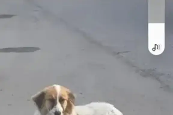 Пропала собака на 6-ой Заводской