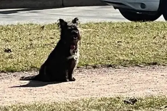 Найдена собака, СПб, ищем хозяина