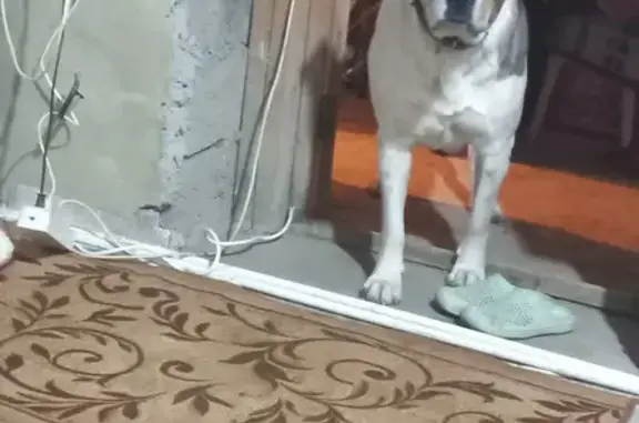 Собаки потеряшки, , фото: Потеряшка собака на Трудовой, 16