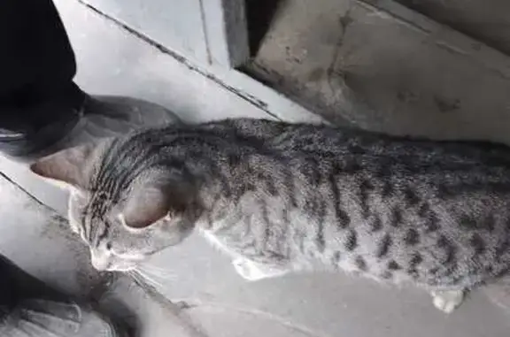 Найдена кошка: Ленина, 137Б, Тула