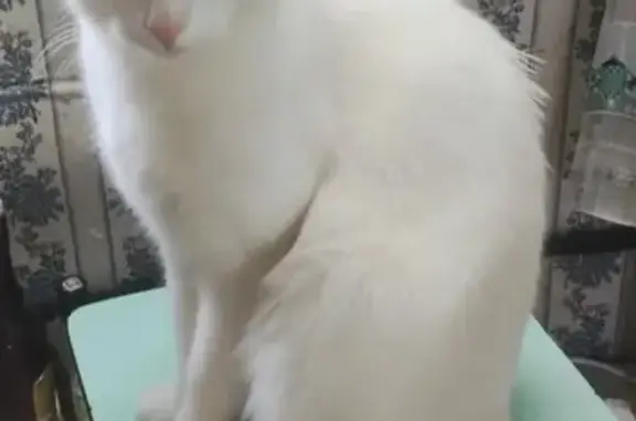 Пропала белая кошка: Декабристов, 27