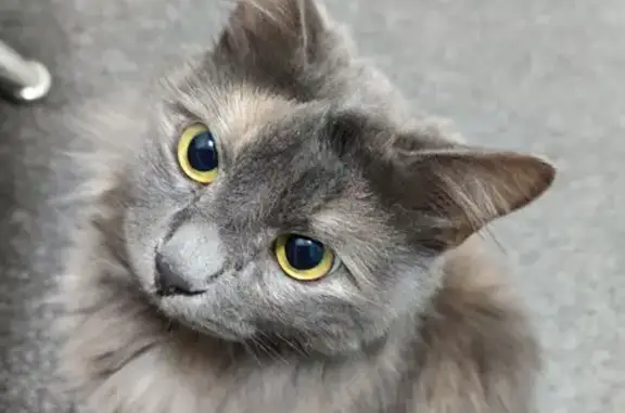 Пропала кошка Ириска в Таганроге