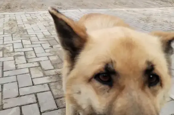 Найдена собака: Жукова, 6, Вознесенское