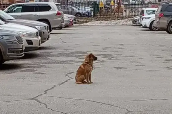 Найдена собака: ул. Мира, 45A, Пермь