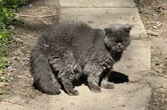 Найден кот: ул. Дзержинского, 285