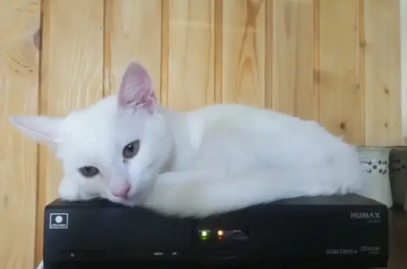 Кошки потеряшки, Сиверский, фото: Потеряшка белая кошка: Огородникова, 8