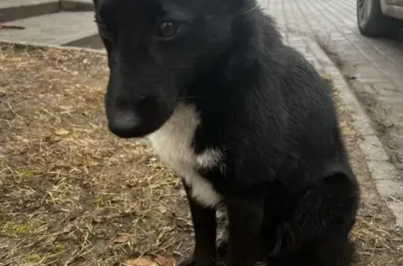 Найден щенок: Муштари, 9Е, Казань