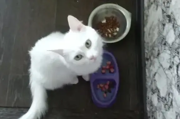 Найдена кошка: ул. Новоселов, 13, Рязань