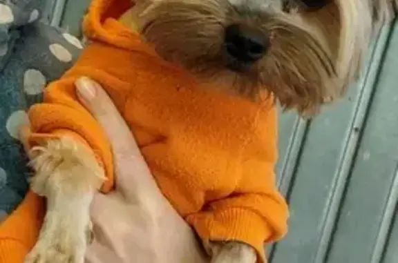 Собаки потеряшки, , фото: Потеряшка собака: MM56+XR Севастополь