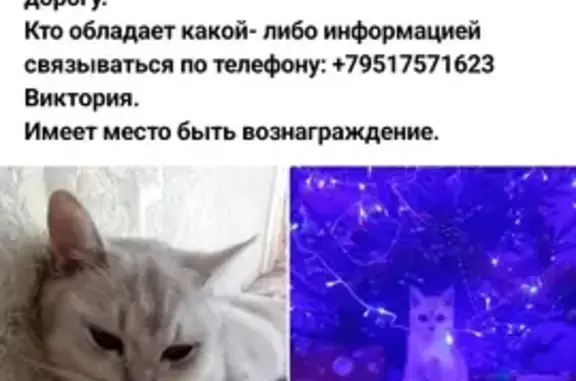 Пропала кошка Тимон, Полна, Псков
