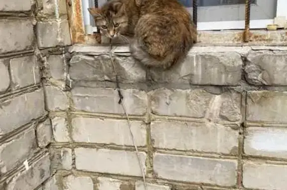 Кошка найдена: Бакинская ул., 17, Саратов