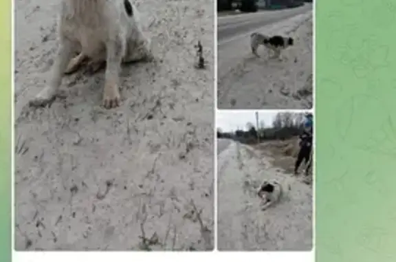 Пропала собака в Бутово!
