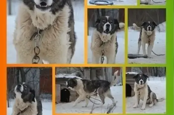 Пропала собака в Завьялово - 📱89048389499