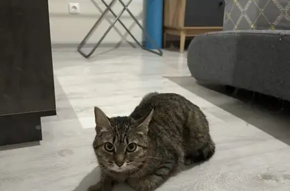 Найдена кошка у Мира, 115Б, Пермь