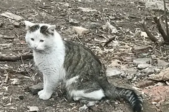 Найдена кошка, Борисовская ул., 9