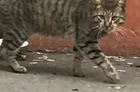 Найдена кошка: Фортунатовская, 16